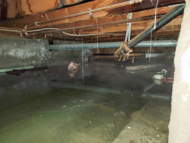 Best 24/7 water damage repair  in Ester, AK